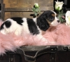 Cavalier king charles puppies