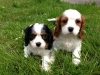 Cavalier king charles yavrularmz