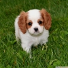 Cavalier king charles yavrularmz