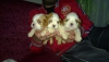 Cavalier king yavrular