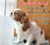 Cavallier king