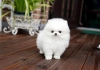 Cgdsf pomeranian erkek pup noah! zcgsfgs