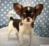 Chihuahua kpek yavrusu whatsapp(+905383172845)
