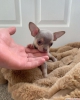 Chihuahua kpek yavrusu whatsapp(+905383172845)