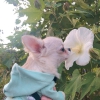 Chihuahua kukla 8 hafta yal