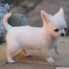 Chihuahua yavrular whatsapp (+237695281934)
