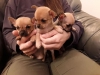 Chihuahua yavrusu