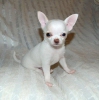 Chihuahua yavrusu whatsapp (+237695281934)