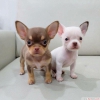 Chihuahua yavrusu whatsapp (+237695281934),,.,;