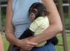 Chimpazee maymunlar mevcut
