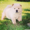 Chow chow yavrular