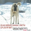 FLKTEN SATLIK SECERELI KANGAL TESCLL