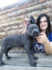 iftliimizden st kalite cane corso yavrular