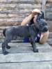 iftliimizden st kalite cane corso yavrular