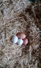 iftlik organik yumurta