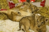 Çita yavruları satın | aslan yavrularını satın | kaplan yavr