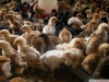Civciv yarka tavuk üreticiden