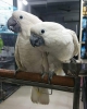 Cockatoos for sale