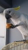 Cockatoos for sale