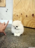 Çocuklar için muhteşem pomeranian pups