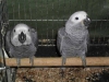 ok eglenceli ve sosyal afrika gri papaganlar45