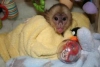 ok gzel capuchin ve gzel capuchin maymunlar