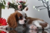 ok gzel cavalier king charles