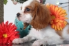 ok gzel cavalier king charles