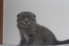 ok gzel scottish fold