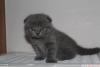 ok gzel scottish fold