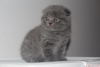 ok gzel scottish fold