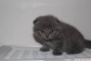 ok gzel scottish fold