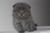 ok gzel scottish fold