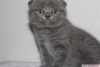 ok gzel scottish fold