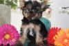 ok gzel yorkshire terrier yavrusu