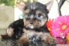 ok gzel yorkshire terrier yavrusu