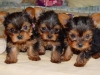 ok minik ay fincan yorkie puppies artk mevcut