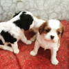 ok zel cavalier king charles ev bebekleri