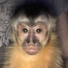 ok salkl capuchin maymunlar nazik ve sevgi dolu ocukla