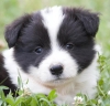 ok yksek ecere olan border collie yavrular