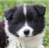 ok yksek ecere olan border collie yavrular