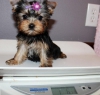 Cross line teacup yorkie ready and available
