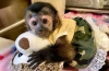Cute little female capuchin..
