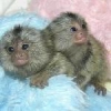 Cute little female  marmoset/+97339987365