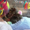 Cute little female  marmoset/+97339987365