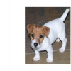 Cutie-Jack Russell Terrier