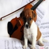 Cutie-Jack Russell Terrier