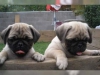 De�erli ak�ll� pug yavru