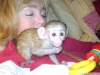 Deerli elenceli sevgi dolu bebek capuchin maymunlar