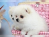 Degerli fantastik asili pomeranian yavru0058